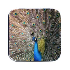 Peacock Bird Animal Peafowl Square Metal Box (black) by Perong