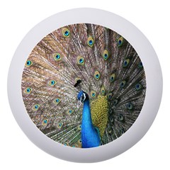 Peacock Bird Animal Peafowl Dento Box With Mirror