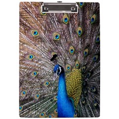 Peacock Bird Animal Peafowl A4 Acrylic Clipboard by Perong