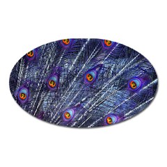 Peacock Bird Feathers Coloured Plumage Oval Magnet by Perong