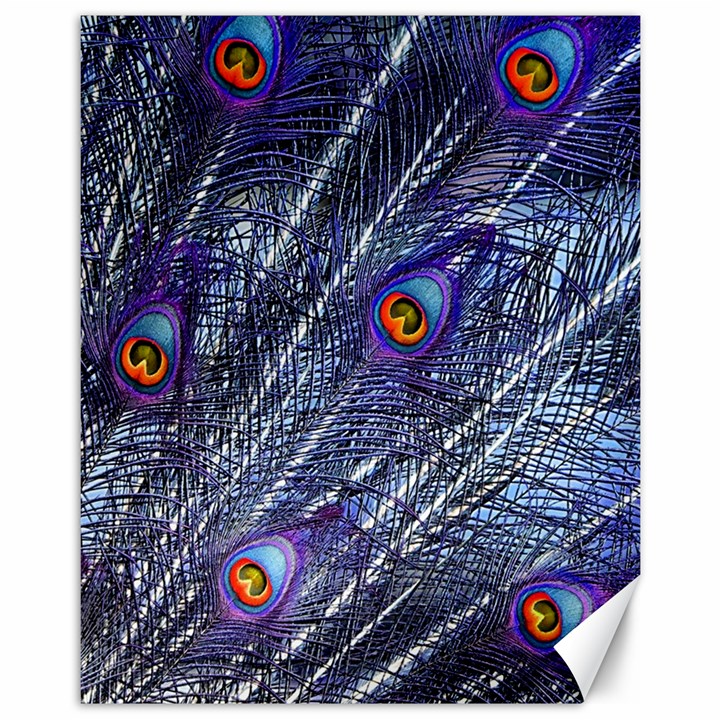 Peacock Bird Feathers Coloured Plumage Canvas 11  x 14 