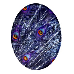 Peacock Bird Feathers Coloured Plumage Oval Glass Fridge Magnet (4 Pack) by Perong