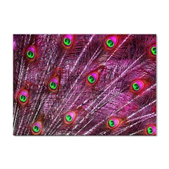 Peacock Feathers Coloured Plumage Pink Red Sticker A4 (100 Pack)