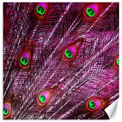 Peacock Feathers Coloured Plumage Pink Red Canvas 16  X 16 