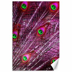 Peacock Feathers Coloured Plumage Pink Red Canvas 20  X 30 