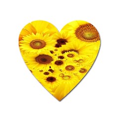 Beautiful Sunflowers Heart Magnet by Ket1n9