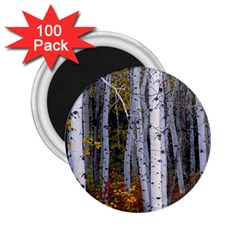 White Birch Trees Autumn 2 25  Magnets (100 Pack)  by Perong