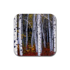 White Birch Trees Autumn Rubber Coaster (square) by Perong