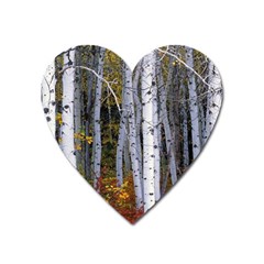 White Birch Trees Autumn Heart Magnet by Perong