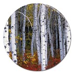 White Birch Trees Autumn Magnet 5  (Round) Front