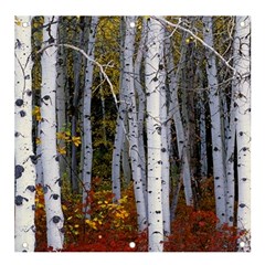 White Birch Trees Autumn Banner And Sign 4  X 4  by Perong