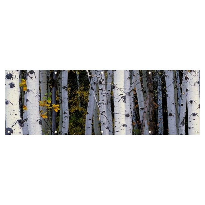 White Birch Trees Autumn Banner and Sign 12  x 4 