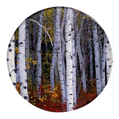 White Birch Trees Autumn Round Glass Fridge Magnet (4 Pack) by Perong