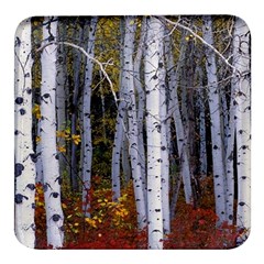 White Birch Trees Autumn Square Glass Fridge Magnet (4 Pack) by Perong