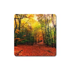 Forest Woods Autumn Nature Square Magnet by Proyonanggan