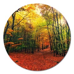 Forest Woods Autumn Nature Magnet 5  (round) by Proyonanggan