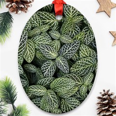 Leaves Foliage Botany Plant Ornament (oval)