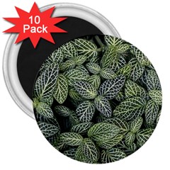 Leaves Foliage Botany Plant 3  Magnets (10 Pack) 