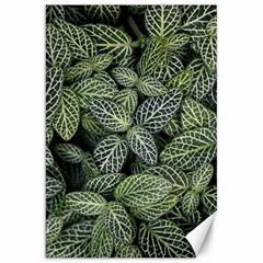 Leaves Foliage Botany Plant Canvas 20  X 30  by Maspions