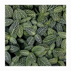 Leaves Foliage Botany Plant Medium Glasses Cloth