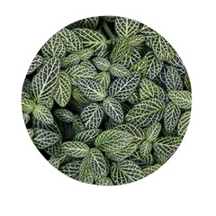 Leaves Foliage Botany Plant Mini Round Pill Box (pack Of 5)