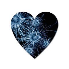 Neurons Brain Cells Structure Heart Magnet