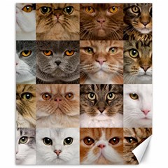 Breeds Of Cats Collage Canvas 8  X 10  by kyorashop23