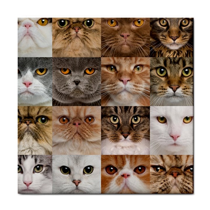 Breeds Of Cats Collage Tile Coaster