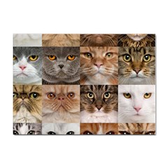 Breeds Of Cats Collage Sticker A4 (100 Pack) by kyorashop23