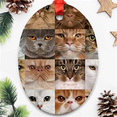 Breeds Of Cats Collage Oval Ornament (two Sides)