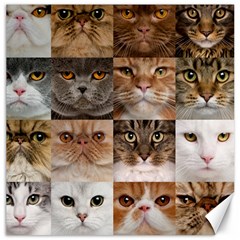 Breeds Of Cats Collage Canvas 12  X 12  by kyorashop23