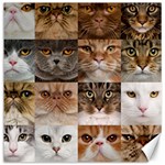 Breeds Of Cats Collage Canvas 12  x 12  11.4 x11.56  Canvas - 1