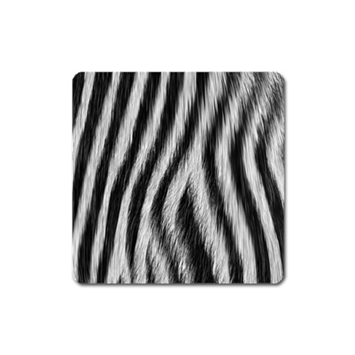 Zebra Texture, Zebra Wool, White Black Background Square Magnet