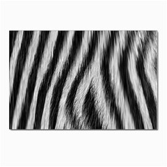 Zebra Texture, Zebra Wool, White Black Background Postcards 5  X 7  (pkg Of 10) by kyorashop23