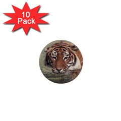 Swimming Tiger 1  Mini Magnet (10 Pack)  by ExtraGoodSauce