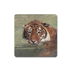 Swimming Tiger Square Magnet by ExtraGoodSauce