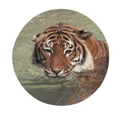 Swimming Tiger Mini Round Pill Box (pack Of 3) by ExtraGoodSauce