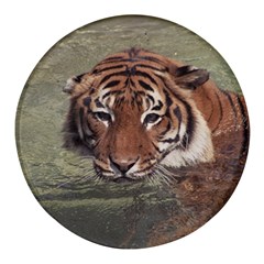 Swimming Tiger Round Glass Fridge Magnet (4 Pack) by ExtraAwesomeSauce