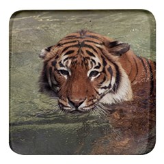 Swimming Tiger Square Glass Fridge Magnet (4 Pack) by ExtraGoodSauce