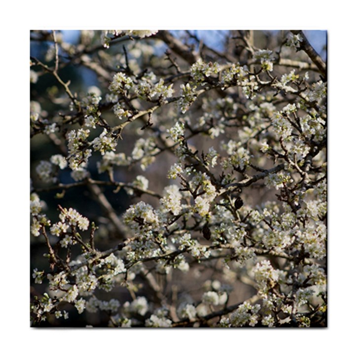 Pear Tree in Full Bloom Tile Coaster