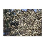 Pear Tree in Full Bloom Sticker A4 (10 pack) Front