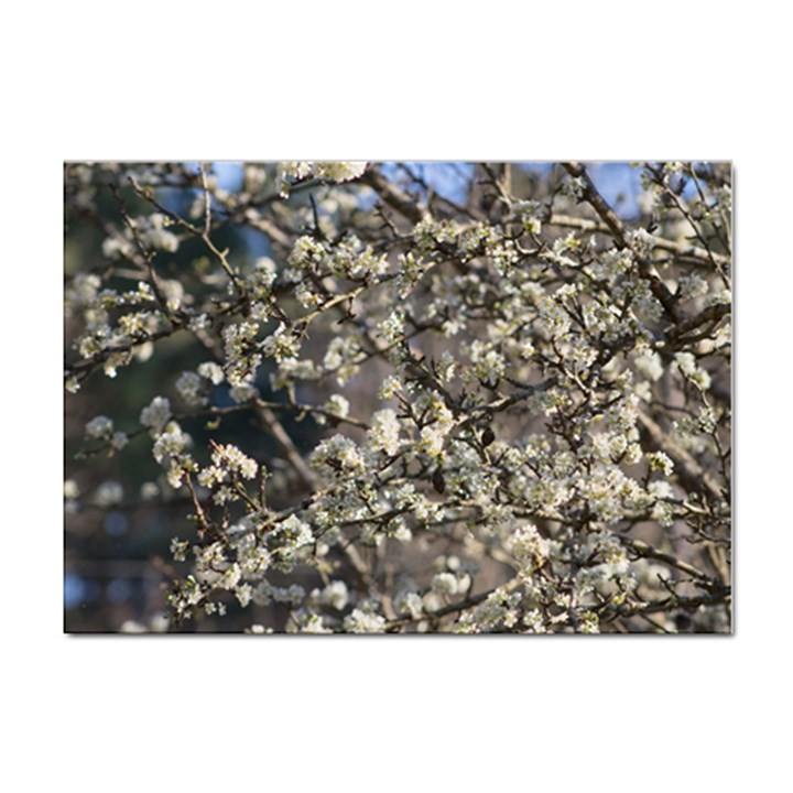 Pear Tree in Full Bloom Sticker A4 (10 pack)