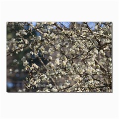 Pear Tree in Full Bloom Postcards 5  x 7  (Pkg of 10)