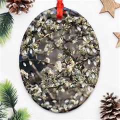 Pear Tree in Full Bloom Ornament (Oval Filigree)