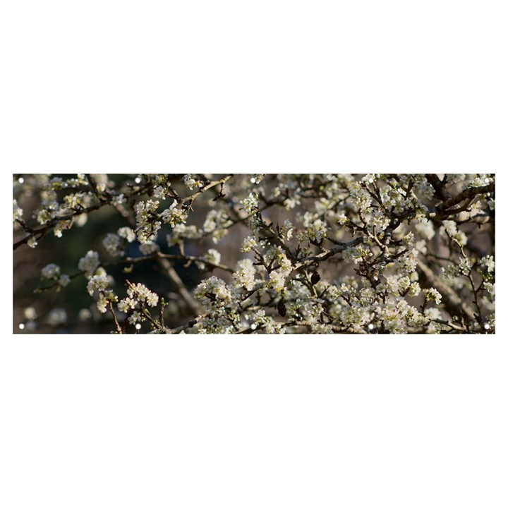 Pear Tree in Full Bloom Banner and Sign 12  x 4 