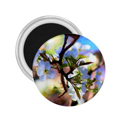 Springtime Pear Tree Blossoms 2 25  Magnets by ExtraAwesomeSauce