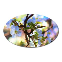 Springtime Pear Tree Blossoms Oval Magnet by ExtraGoodSauce