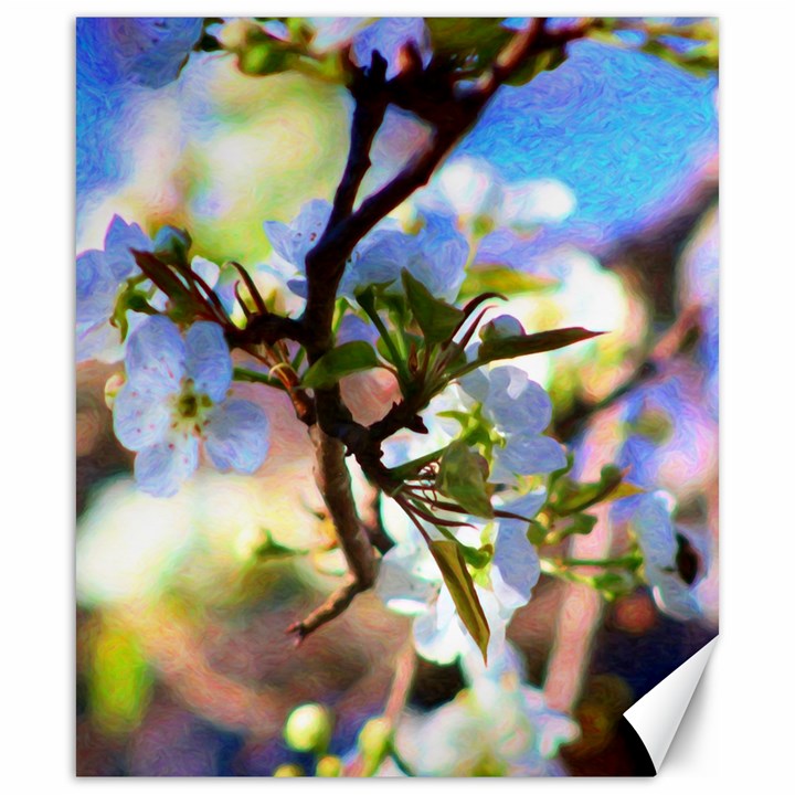 Springtime Pear Tree Blossoms Canvas 20  x 24 