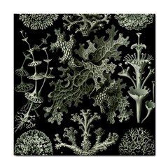 Weave Haeckel Lichenes Photobionten Tile Coaster