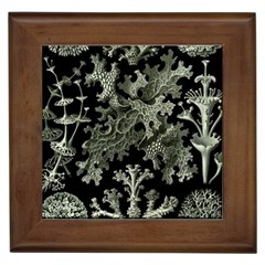 Weave Haeckel Lichenes Photobionten Framed Tile